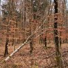 03 b Ringwallrunde